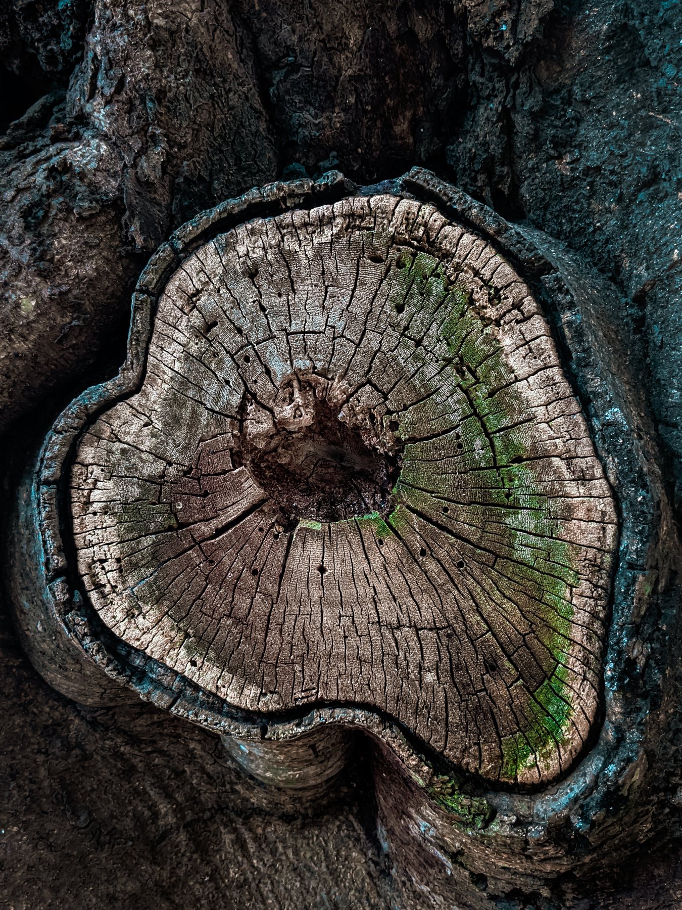 The textured rings of an old tree trunk